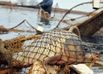 На Тернопільщині виявили 59 браконьєрів з сітками та вудочками