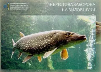 Ввели нерестову заборону на вилов щуки, – Тернопільський рибоохоронний пaтруль