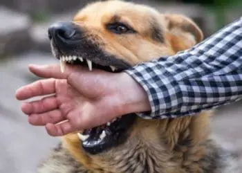 У Чорткові зібрали нараду щодо ліквідації спалаху сказу
