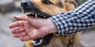 У Чорткові зібрали нараду щодо ліквідації спалаху сказу
