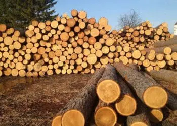 ліс кругляк