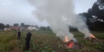 штрафують паліїв трави