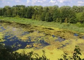 Підприємство заплатить майже 1 млн грн за забруднення річки Ікви поблизу Кременця