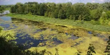 Підприємство заплатить майже 1 млн грн за забруднення річки Ікви поблизу Кременця