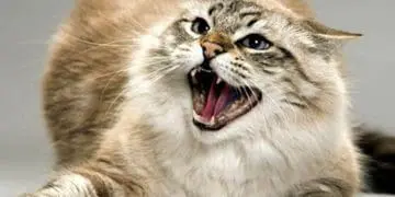 У десятках сіл на Чортківщині про запровадження карантину