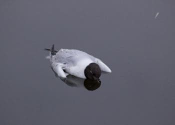 мертва чайка