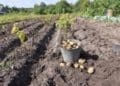В селі на Тернопільщині на кілька років заборонили садити картоплю