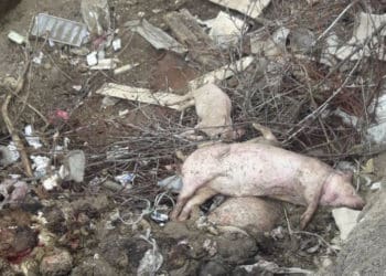 трупи свиней