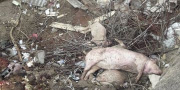 трупи свиней