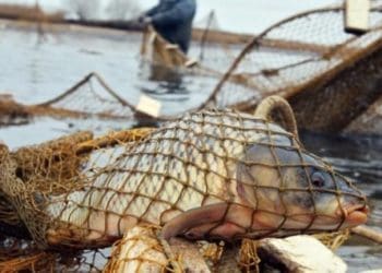 На Тернопільщині виявили 59 браконьєрів з сітками та вудочками