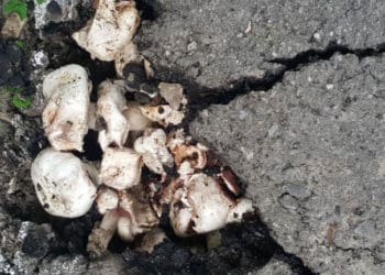 шампіньйони