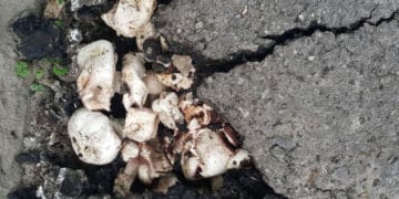 шампіньйони