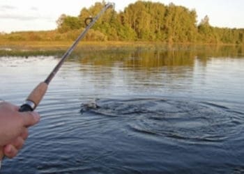 З 1 квітня на всіх рибогосподарських водних об’єктах Тернопільщини починається нерест