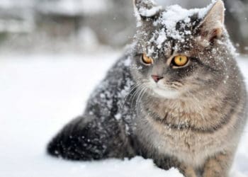 Погода готує сюрпризи: синоптики розповіли, яким буде в Україні грудень