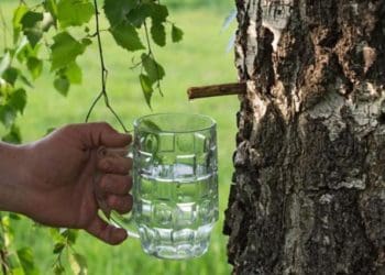 збирання березового соку
