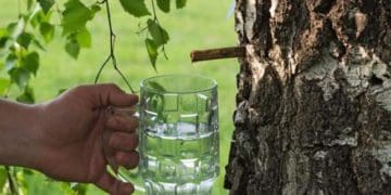 збирання березового соку