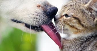 Стрес і тривога у кота: як розпізнати і допомогти