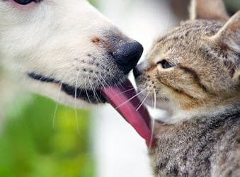 Стрес і тривога у кота: як розпізнати і допомогти