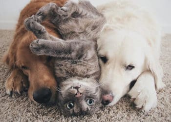 На заході України прогнозують незвично теплу погоду на Новий рік