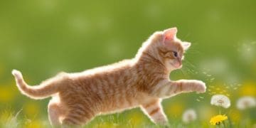 Сухий або мокрий: чи варто хвилюватися через котячий ніс