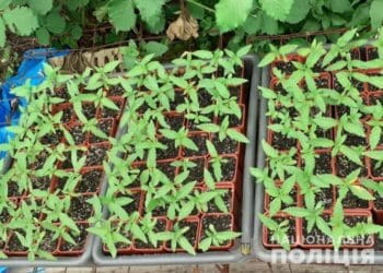 Тернополянин у квартирі вирощував коноплю