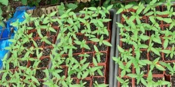 Тернополянин у квартирі вирощував коноплю