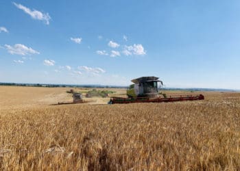 На Тернопільщині збирають рекордний урожай