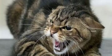 випадок сказу у кота