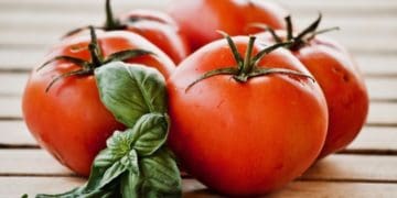 Як прискорити дозрівання помідорів: ефективні методи