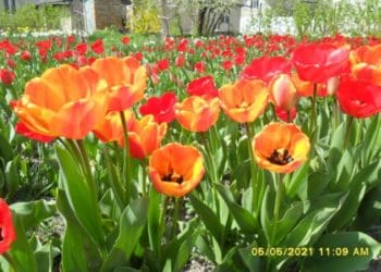 Як виростити тюльпани у воді: 6 простих кроків