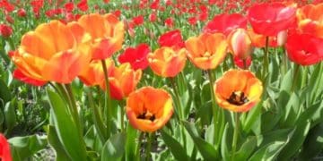 Як виростити тюльпани у воді: 6 простих кроків