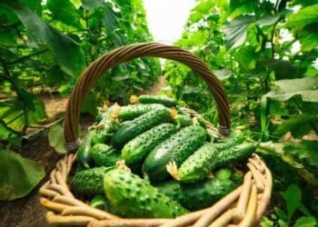 Як збільшити урожай огірків