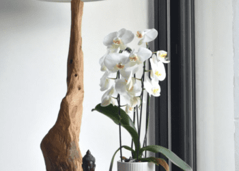 Як доглядати молоду орхідею, щоб вона довго жила і цвіла: поради