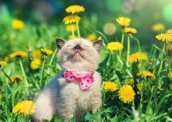 Синоптики розповіли, якою буде погода в Україні у травні