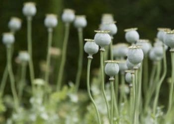 На Тернопільщині розпочинається операція “МАК-2022”