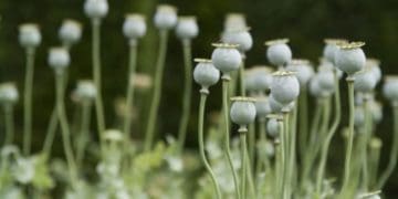 На Тернопільщині розпочинається операція “МАК-2022”