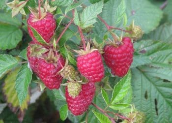 Вирощування ремонтантної малини: 12 правил догляду