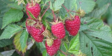 Вирощування ремонтантної малини: 12 правил догляду
