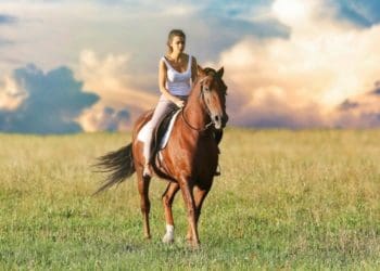 На Тернопільщину переїхала школа верхової їзди з Луганщини