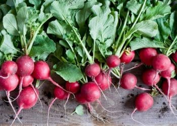 Як і коли сіяти редиску: детальні поради