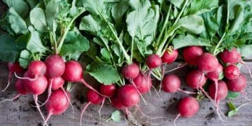 Як і коли сіяти редиску: детальні поради