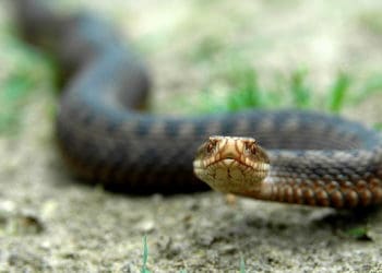 У тернопільських парках повзають змії