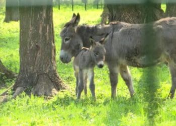 Зоокуточок у парку “Топільче” відновив роботу