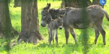 Зоокуточок у парку “Топільче” відновив роботу