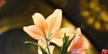 Розпочався Петрівський піст