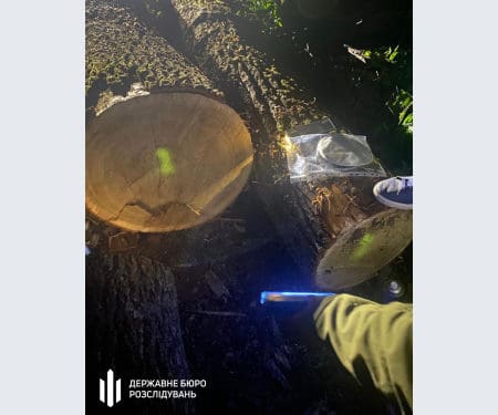 На Тернопільщині ДБР викрила злочинну групу з посадовців, яка крала у держави ліс на мільйони гривень