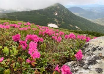 У Карпатах зацвіла червона рута