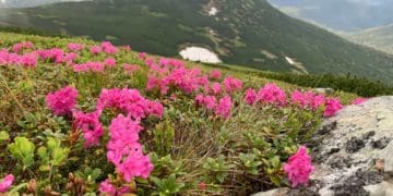 У Карпатах зацвіла червона рута