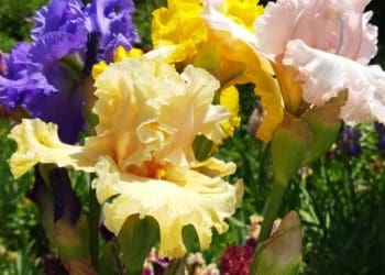 Цілий город ірисів вирощує сім’я тернопільського актора