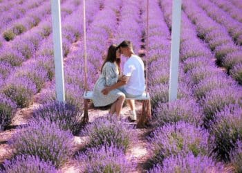 Величезне лавандове поле розцвіло неподалік Тернополя